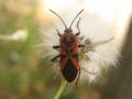 Spilostethus furcula